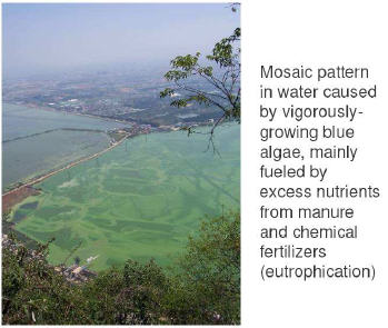 China Pollution: It's Pigs More Than People China Pollution: It's Pigs More Than People